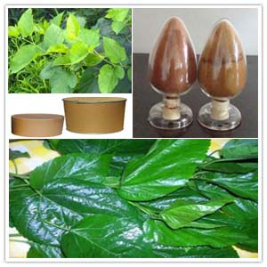 Mulberry leaf extract