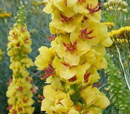 Mullein Extract