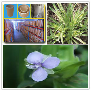 Murdannia Loriformis Extract