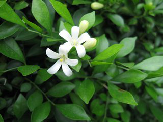 Murraya Paniculata Extract