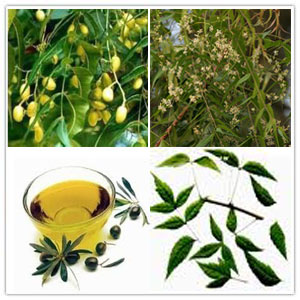 Neem oil