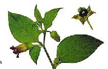 Nightshade (Belladonna) Extract