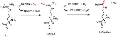 Nitric Oxide Synthase