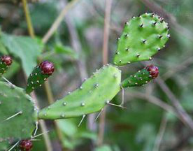 Nopal Cactus Extract