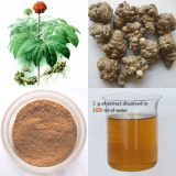 Notoginseng Root Extract