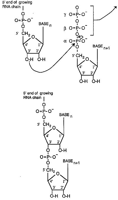 Nucleoside