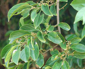 Obtuseleaf Erycibe Stem Extract