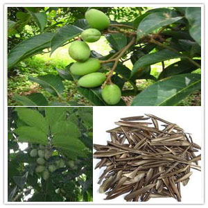 Olive Leaf Extract