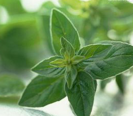 Oregano Extract