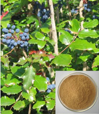 Oregon Grape Root extract