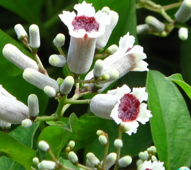 Paederia Scandens Extract