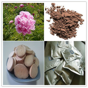 Paeonia lactiflora Pall Extract