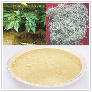 Panax Ginseng Root extract