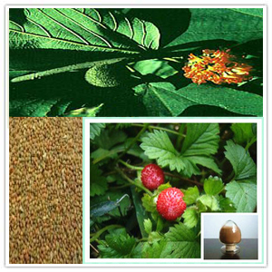 Papermulberry Fruit Extract