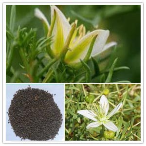 Peganum Harmala Seed Extract