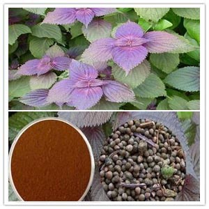 Perilla Leaf Extract