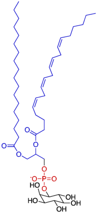 Phosphatidylinosito