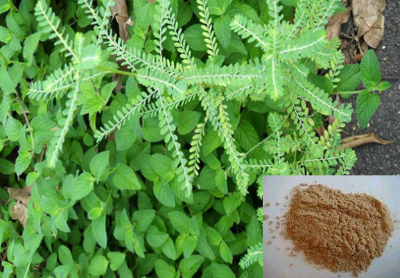 Phyllanthus niruri extract