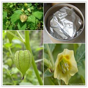 Physalis minima Extract