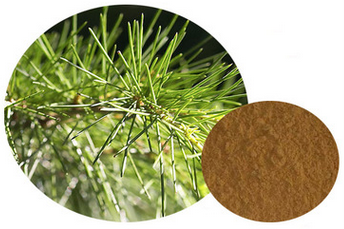 Pine Needles Extract