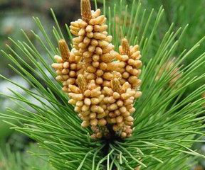 Pine Nodular Branch Extract