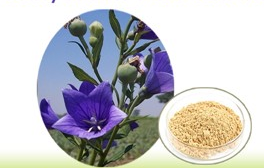 Platycodon root extract