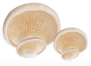 Pleurotus Nebrodensis Extract