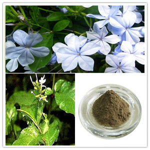 Plumbago Zeylanica Extract