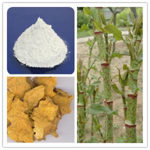 Polygonum Cuspidatum Extract