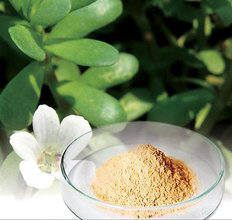 Portulaca Oleracea Extract