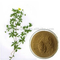 Potentilla Extract