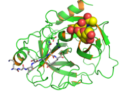 Prostate Specific Antige