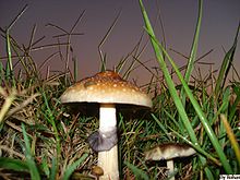 Psilocybin mushrooms