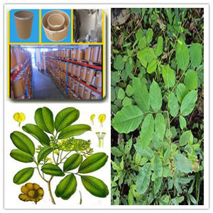 Pterocarpus Marsupium Extract