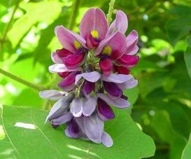 Pueraria Flower Extract