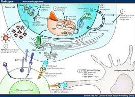 Pure telomerase enzyme