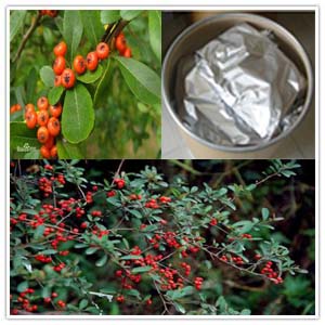 Pyracantha fortuneana extract