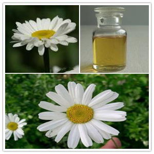 Pyrethrum Extract