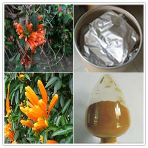 Pyrostegia venusta Extract