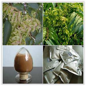 Quassia extract