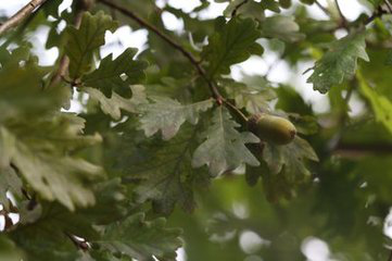 Quercus Robur Extract