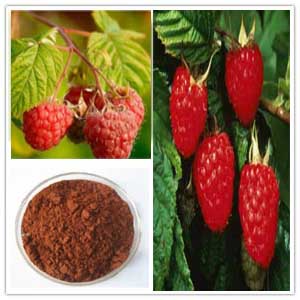 Red Raspberry Extract