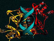 Restriction enzyme