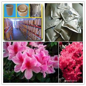 Rhododendron mariae Extract