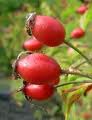 Rosehip Oil