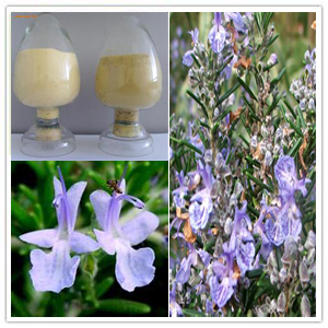 Rosemary Extract