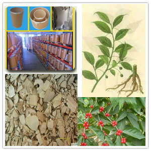 Roughhaired Holly Root Extract