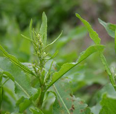 Rumex Acetosella Extract