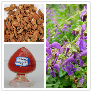 Salvia Root Extract