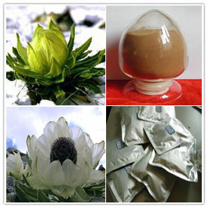 Saussurea involucrata Extract